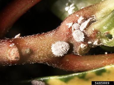 Citrus mealybugs on stem of plant.